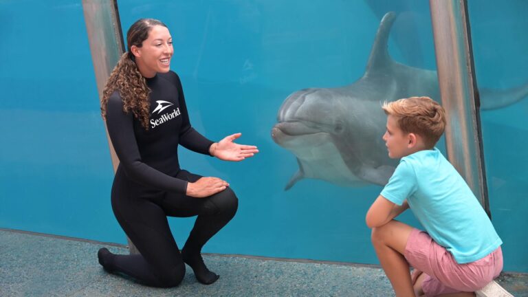 SeaWorld Orlando e Aquatica renovam certificação da American Humane Society para cuidado, bem-estar e qualidade da vida animal